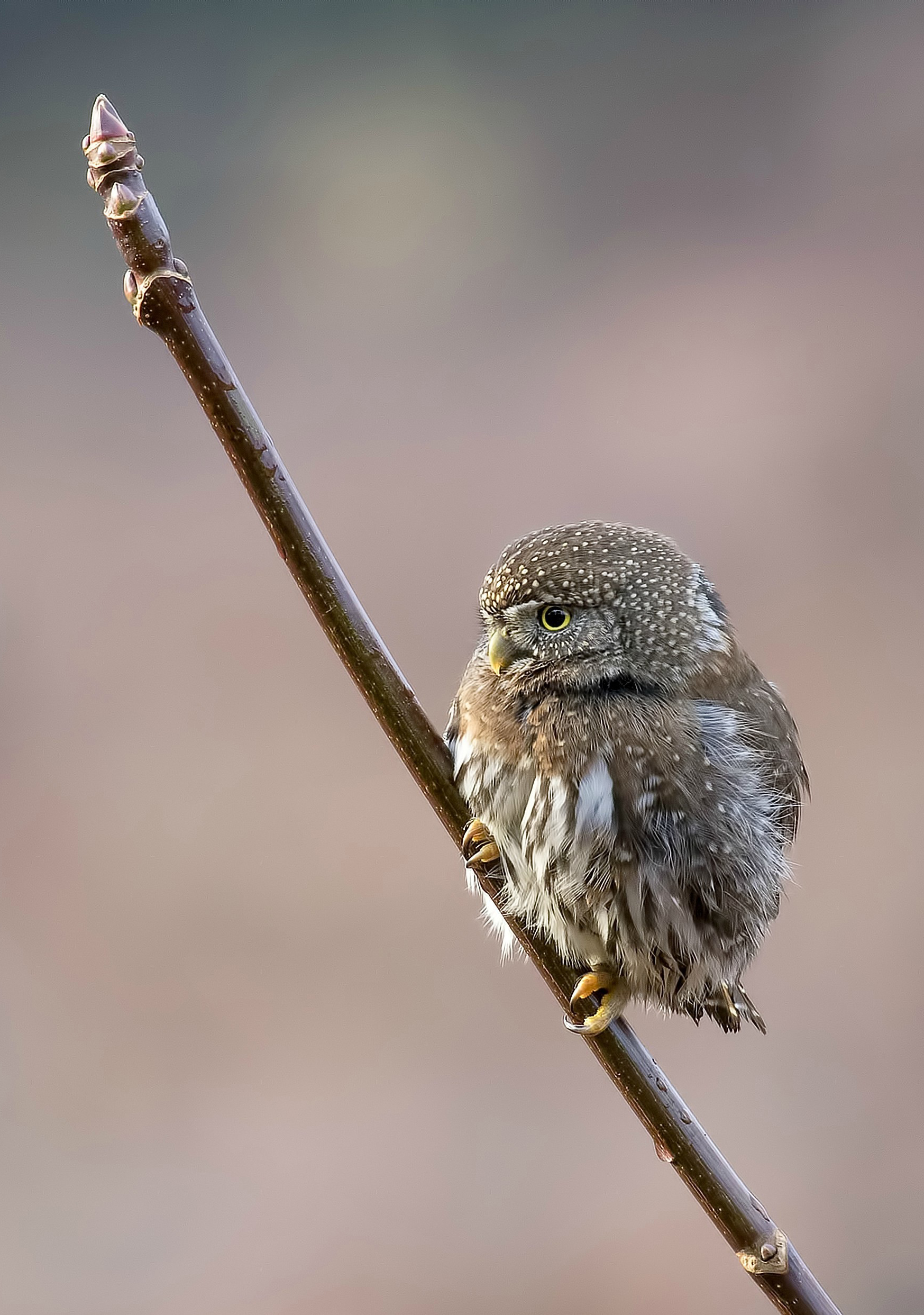 北美鸺鹠 glaucidium californicum