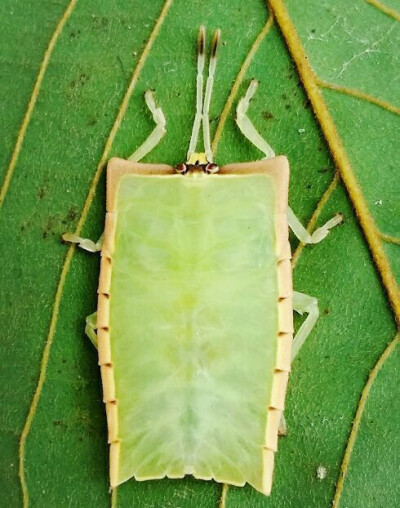 荔蝽(荔枝椿象)tessaratoma papillosa ,若虫.