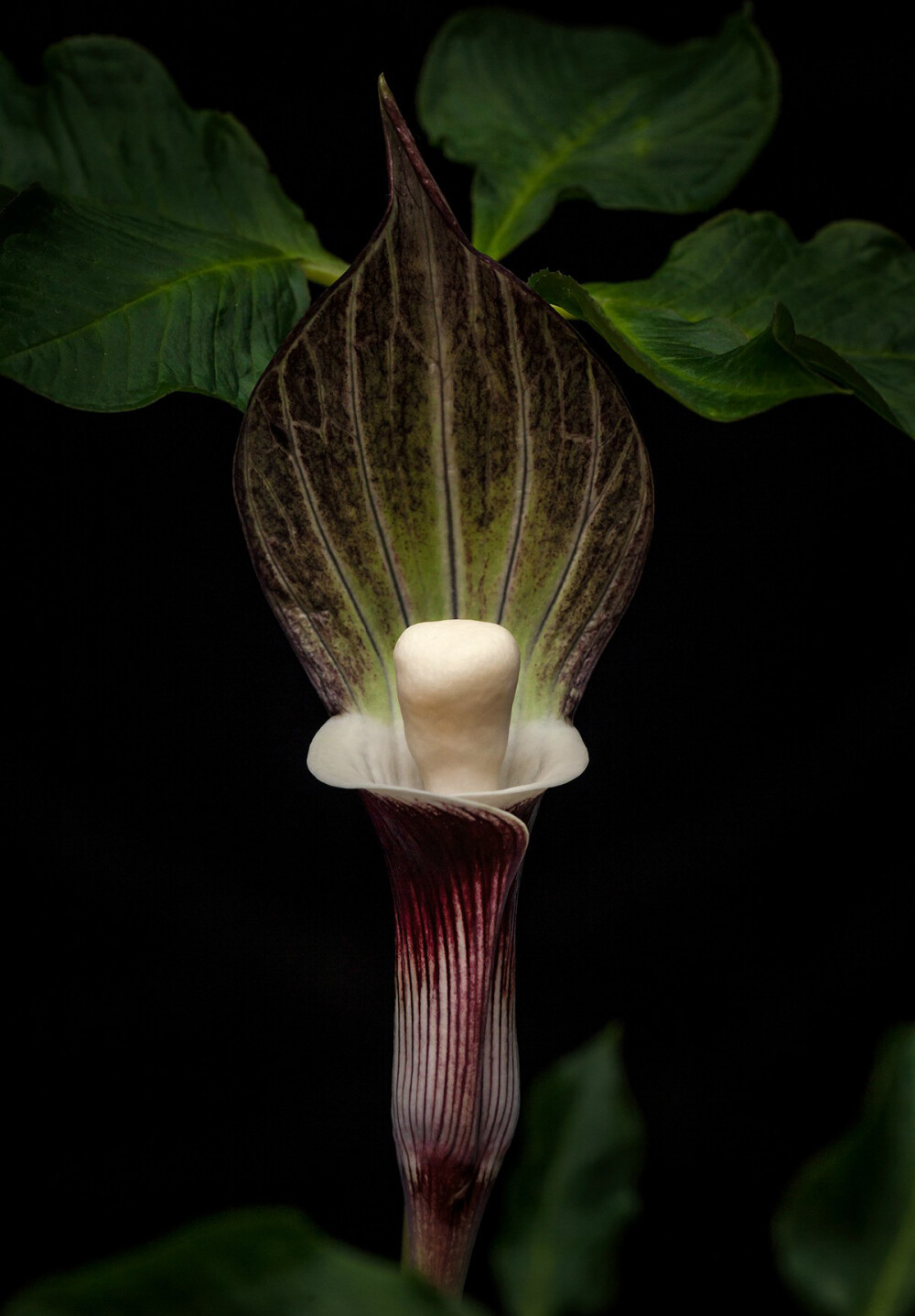 arisaema sikokianum 全缘灯台莲(雪饼草,天南星科天南星属.