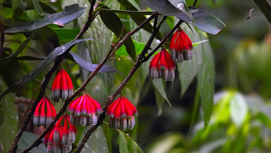 agapetes sp,杜鹃花科树萝卜属.