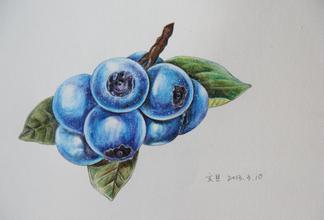 彩铅绘画猫