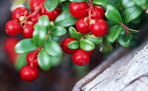 蔓越莓,又称蔓越橘,小红莓,酸果蔓,英文名(cranberry),其名称来源于原
