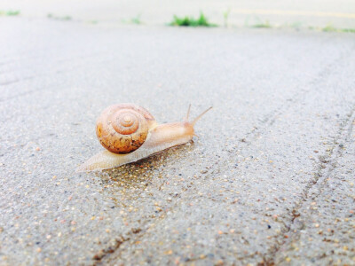 蜗牛 雨天 一步一步往上爬