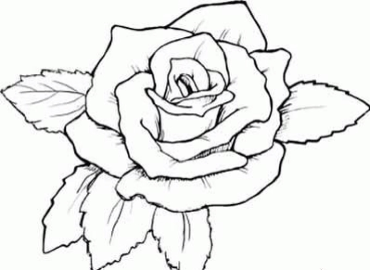 儿童创意画教程100课 漂亮的玫瑰花简笔画的画法 肉丁儿童网