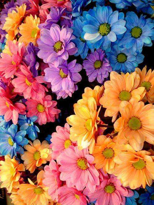 彩色的鲜花 雏菊 太阳花 向日葵 五彩斑斓的色彩
