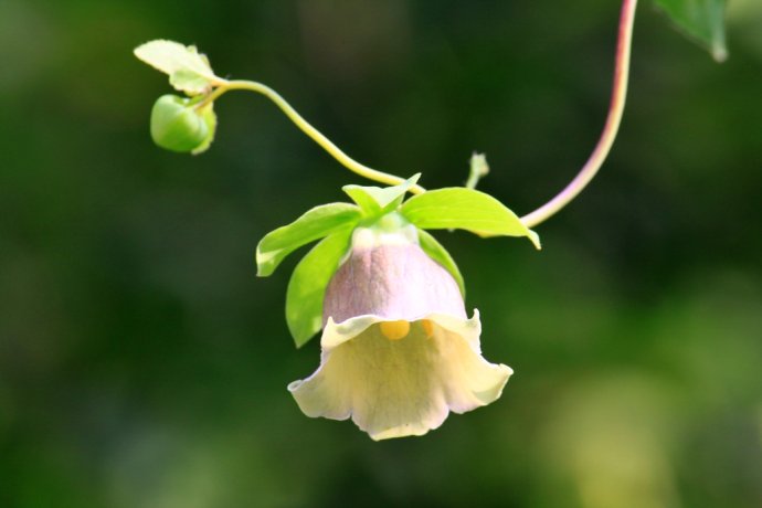 pilosula(素花党参 codonopsis pilosula var.