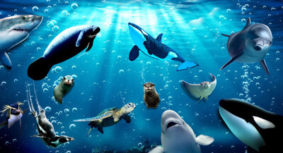 青岛拥有这目前国内最大,极地海洋动物品种最全,数量最多的海洋馆