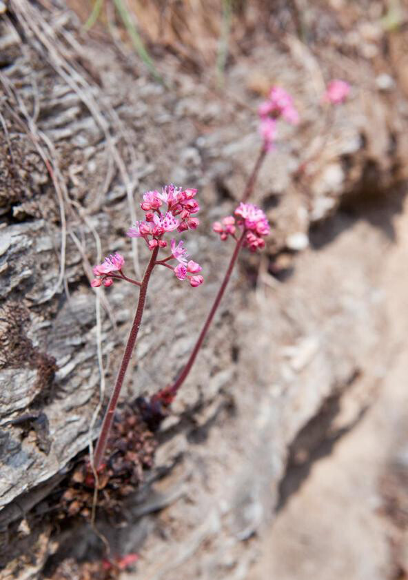 独根草 oresitrophe rupifraga,虎耳草科独根草属.