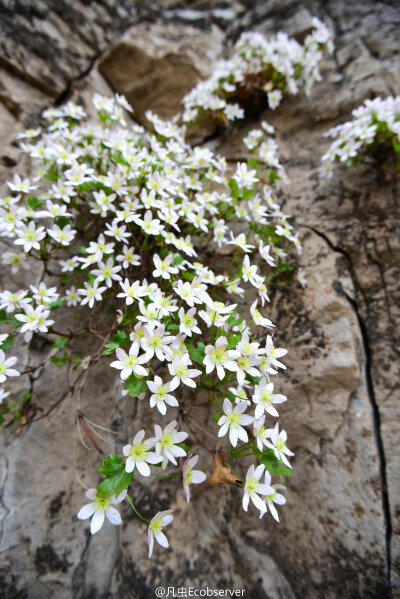 槭叶铁线莲 clematis acerifolia,毛茛科铁线莲属.