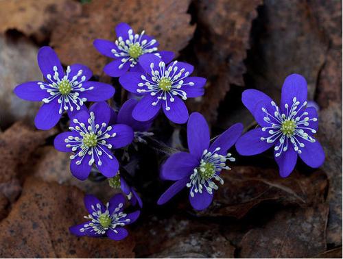 日本獐耳细辛(幼肺三七)hepatica nobilis ,毛茛科獐耳细辛属.