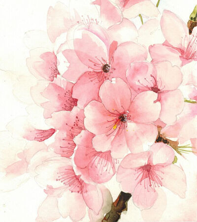 花草,水墨,封面,淡雅,唯美,插画,古风