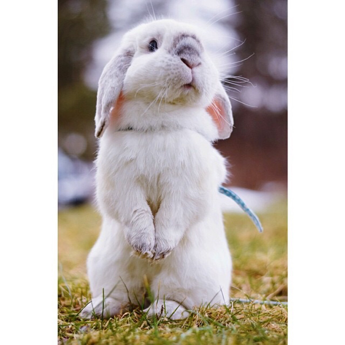 垂耳兔图片素材 垂耳兔最新素材图片 - 第 2 - 水彩迷