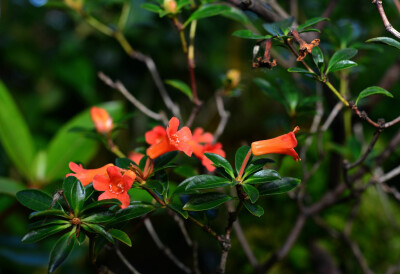 rhododendron'lucy sorensen,杜鹃花科杜鹃属.