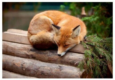 狐狸 嘘 他睡着了