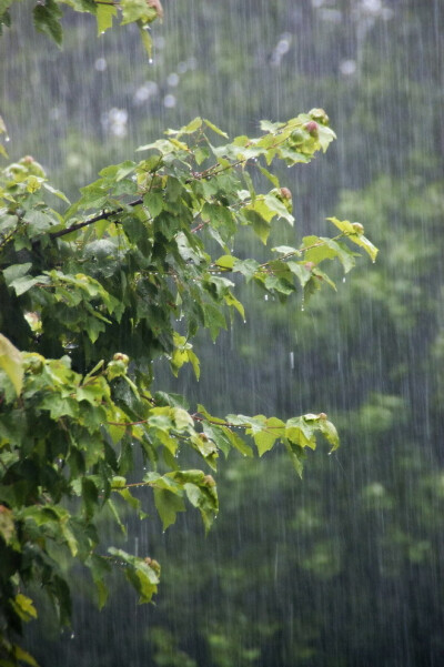 岁月静好# #下雨# #夏天# #清新
