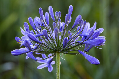 agapanthus africanus 百子莲,百子莲属.属名意为"love flower.