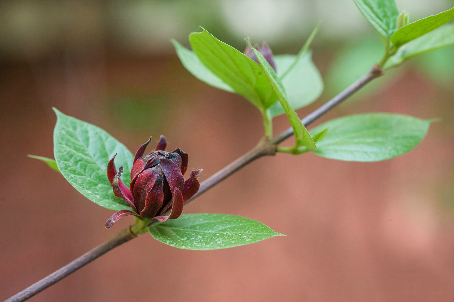 美国腊梅(美国夏腊梅)calycanthus floridus,蜡梅科美国蜡梅属.