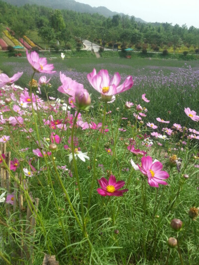 铜梁花海