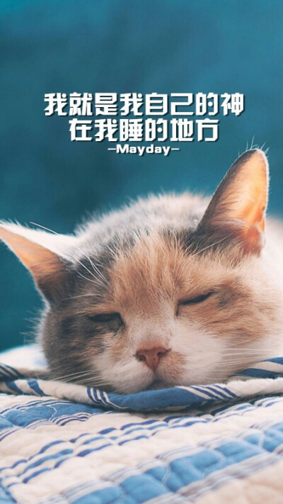 猫先森 五月天 歌词 文字壁纸 倔强 有时候就要倔强地谁都叫不醒