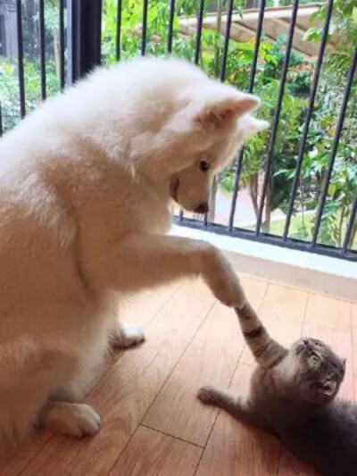give me fine表情包