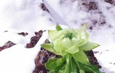 雪莲,又称高山雪莲或天山雪莲