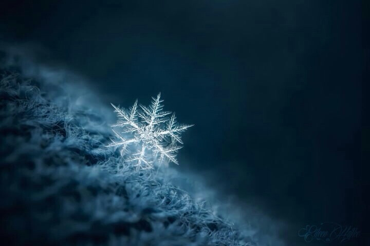 白雪皑皑,透凌冰霜花!