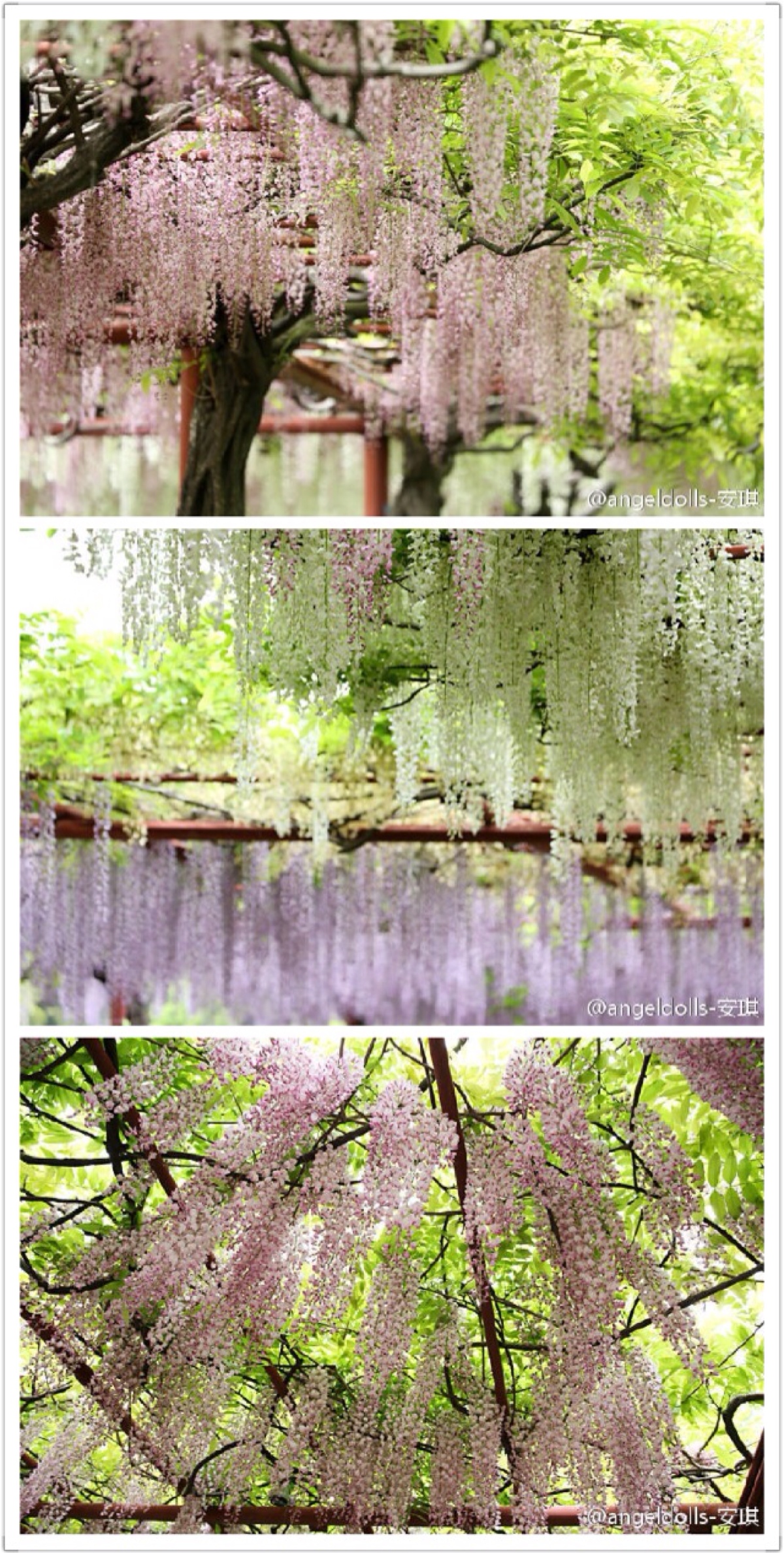上海嘉定紫藤园步入盛花期 - 植保 - 园林网