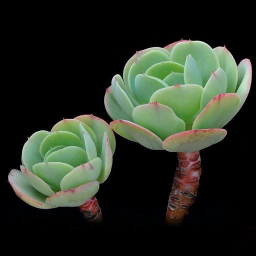 景天科(crassulaceae 拟石莲属(echeveria 别名:桃之娇 鸡蛋玉莲