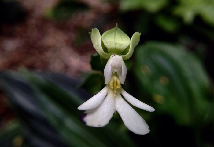 银带虾脊兰 calanthe argenteo-striata ,虾脊兰属.