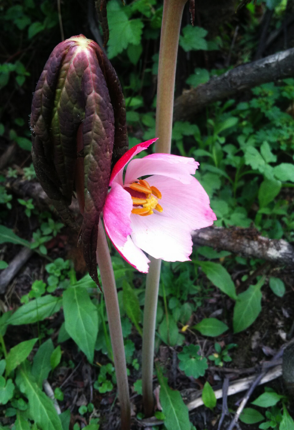 sinopodophyllum hexandrum 桃儿七,小檗科桃儿七属.