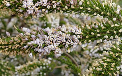 fabiana imbricata 覆瓦柏枝花,茄科柏枝花属.