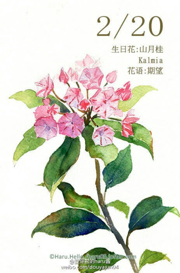 花笺纪 剪秋罗 Lychnis Flos Cuculi 花语 机智 世上没有绝对幸福的人 只有不肯快乐的心丨11月9日の生日花 堆糖 美图壁纸兴趣社区