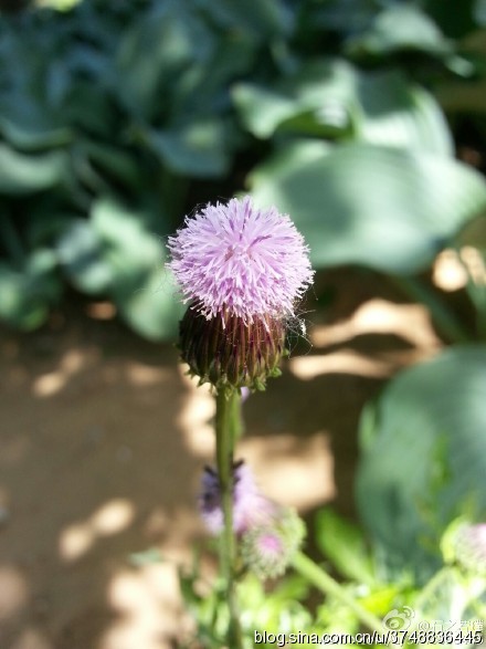 石之若璞 花事 夏日觅花影 中文学名 泥胡菜 拉丁学名 Hemistepta Lyrata Bunge Bunge 别称 猪兜菜 苦马菜 剪刀草 石灰菜 绒球 花苦荬菜 苦郎头 菊科