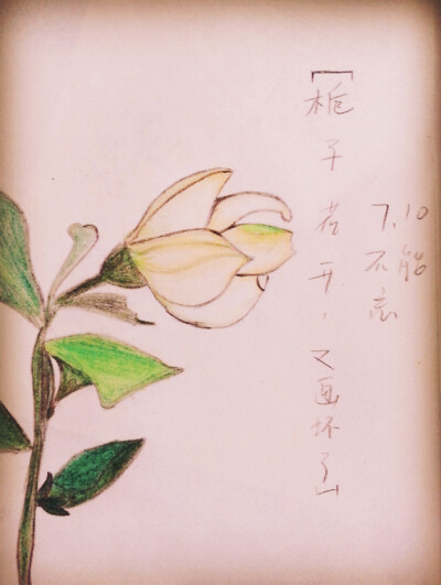 栀子花,画渣