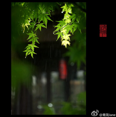 梅雨# 小园难觅春归处,落尽芳菲又几回.