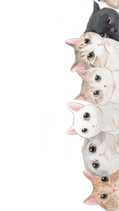 猫咪 纯白 萌 高清壁纸 iphone壁纸