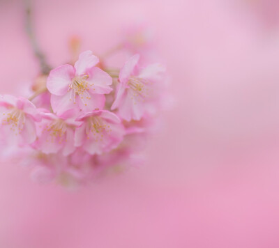 〔花草·植物〕粉色系 唯美