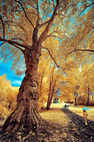 唯美自然风景 树木 阳光 自然风光 蓝天 金黄 人物 唯美壁纸 锁屏
