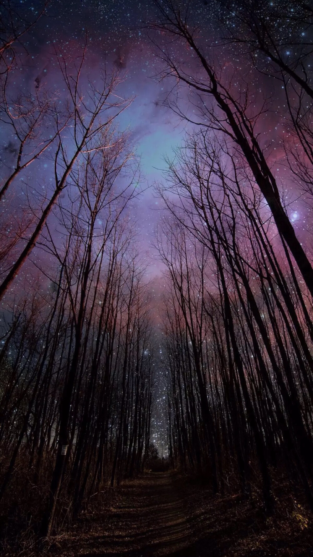 唯美星空 夜景 夜空 星光 树木 森林 自然风景 iphone手机壁纸 唯美