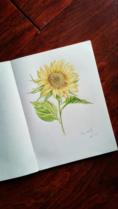 只要心存阳光,时光便不会老～彩铅手绘~向日葵 《花之绘》临摹