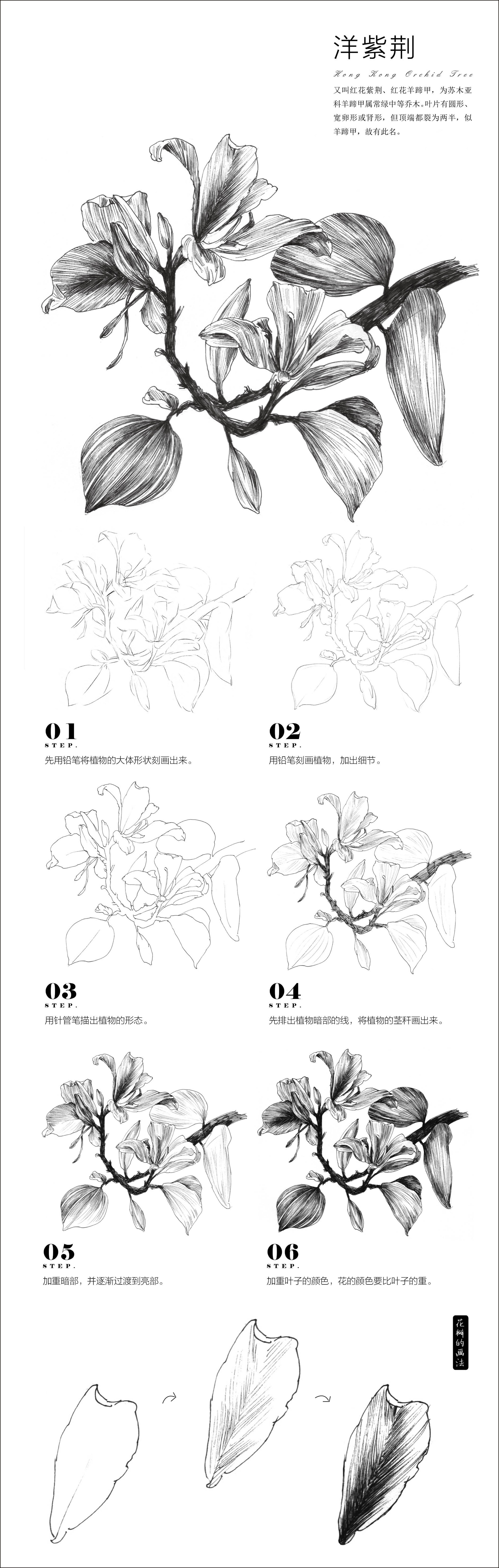 案例—洋紫荆