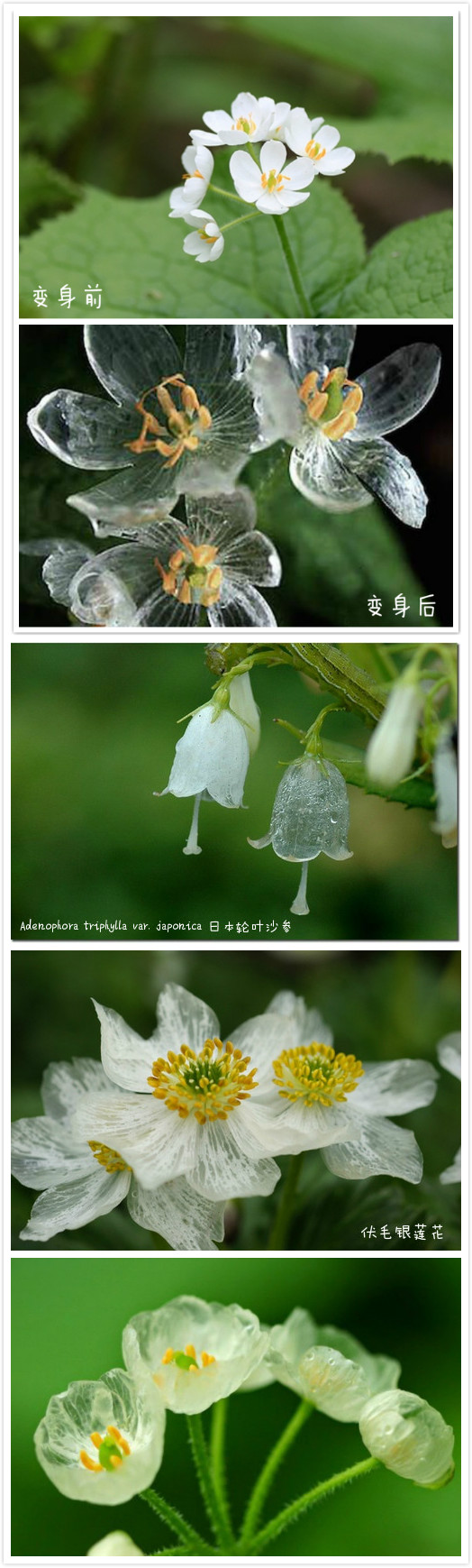 能看到花瓣上的纹路,所以被称为skeleton flower.山荷叶花语是亲情.