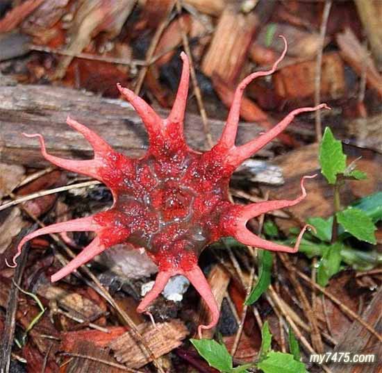 stinkhorn)",不只因为它的外型,也包括它所散发出比屎还臭的气味