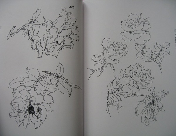 素描图片素材 花卉