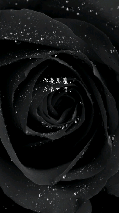 文字,壁纸,黑玫瑰