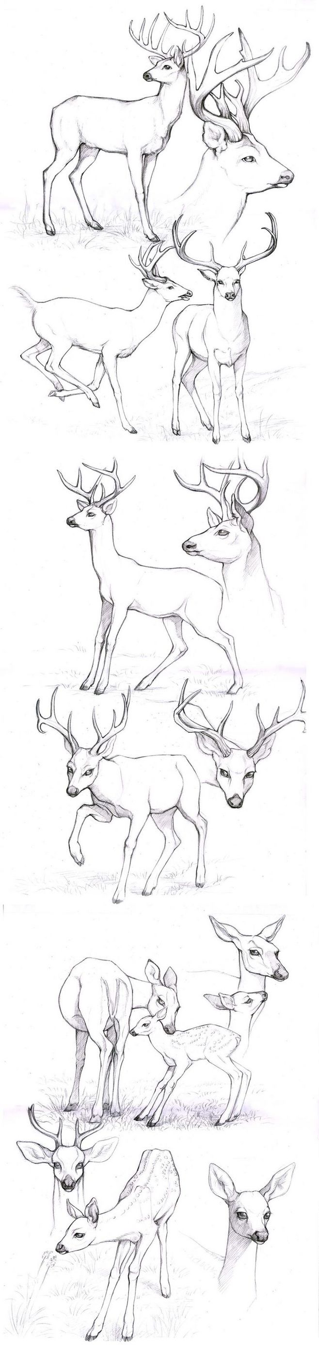 【绘画素材】sketches_deers by anisis on deviantart different