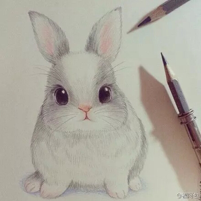 素描·兔子