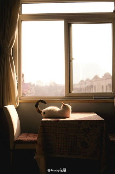 这是一个和暖的下午,我坐在窗边,静静地思考我的喵生.