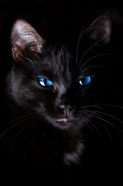 背景黑猫