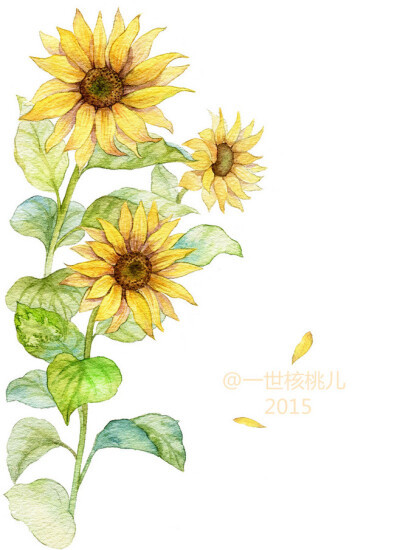 水彩 手绘 向日葵